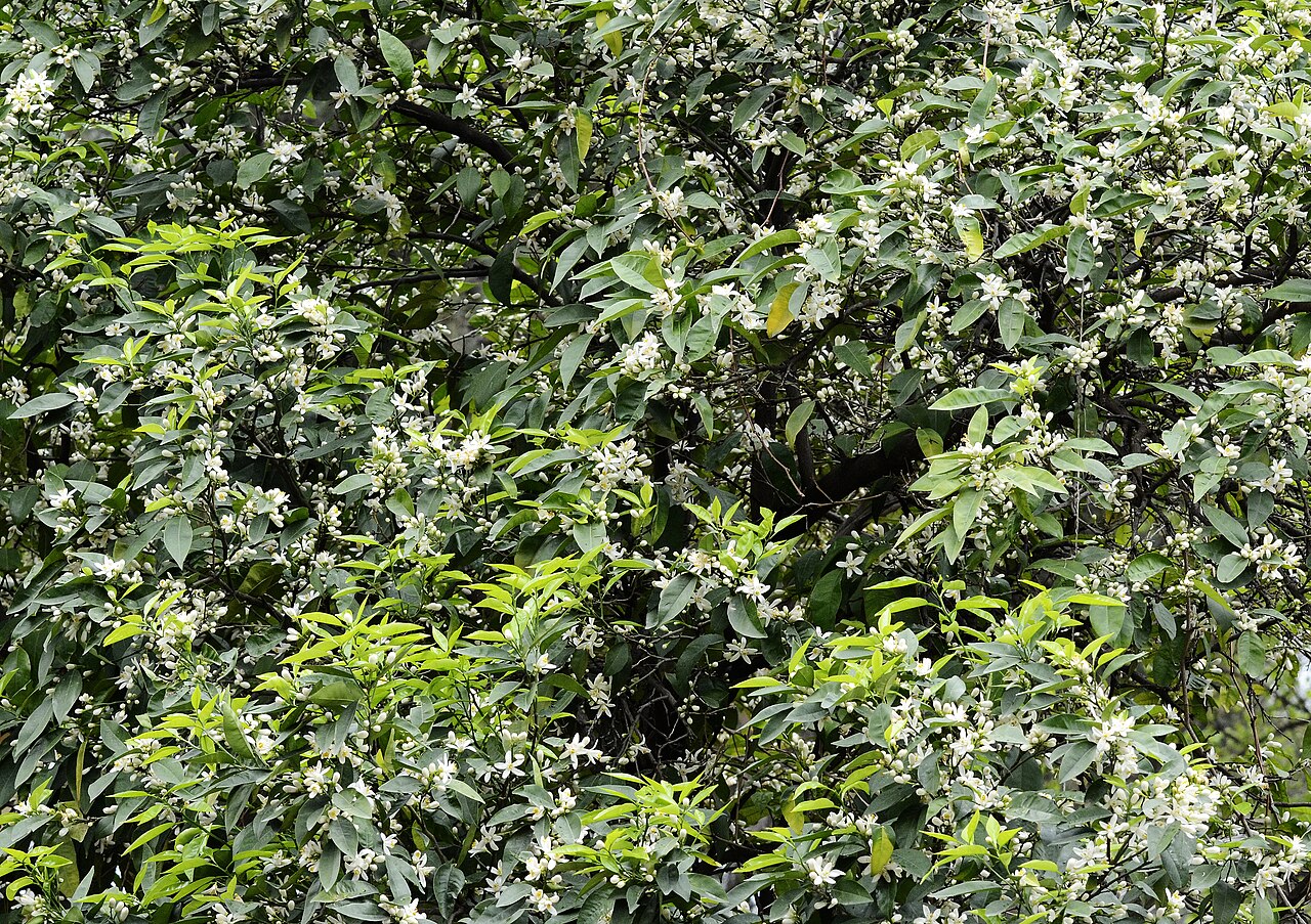 Bunga putih dan daun pada pohon jeruk pahit, Citrus aurantium.
