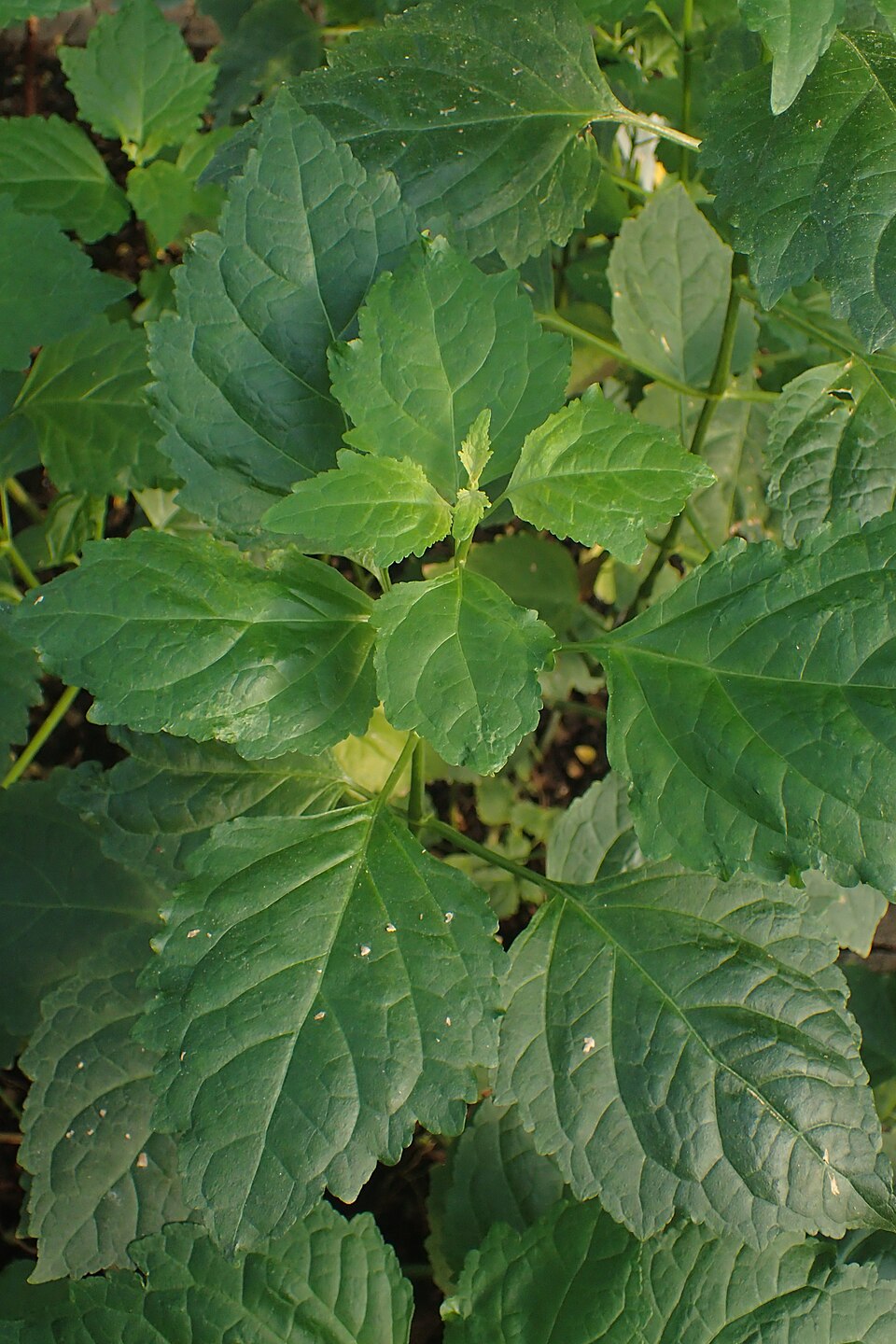 Patchouli dalam Parfum: Mengenal Nilam dan Aroma Daunnya