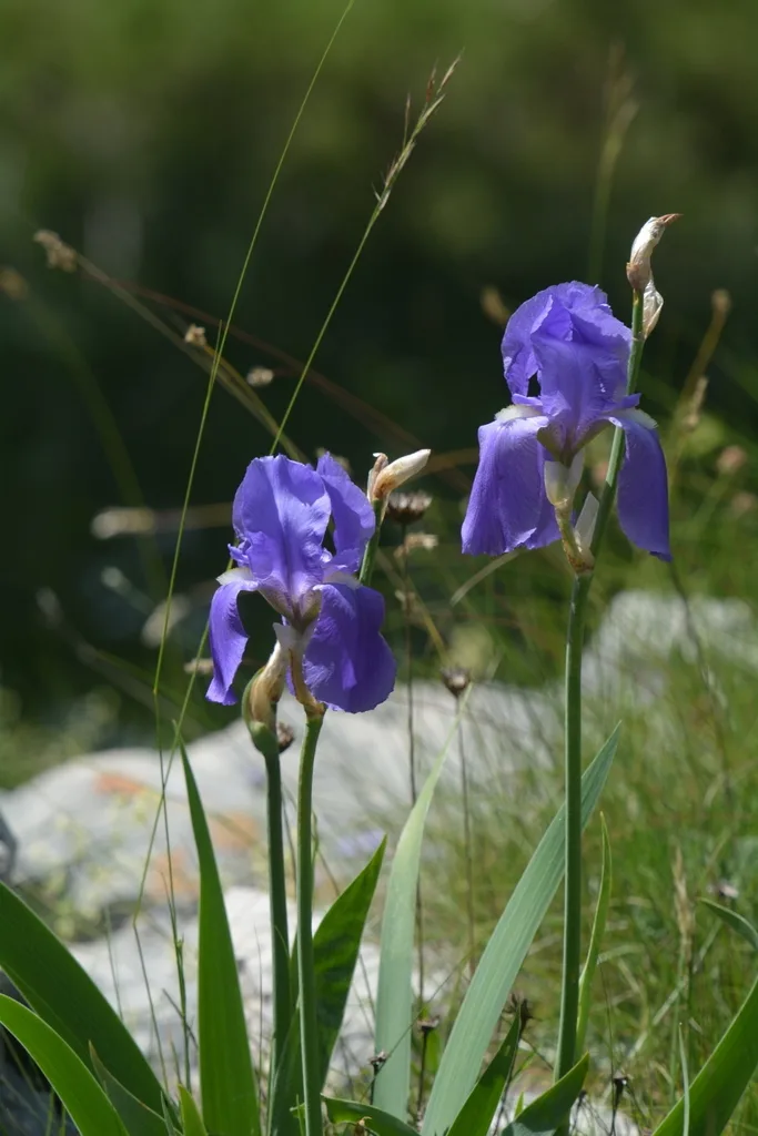 Dua bunga iris ungu dari tanaman Iris pallida.