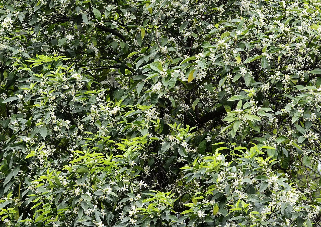 Bunga putih dan daun pada pohon jeruk pahit, Citrus aurantium.
