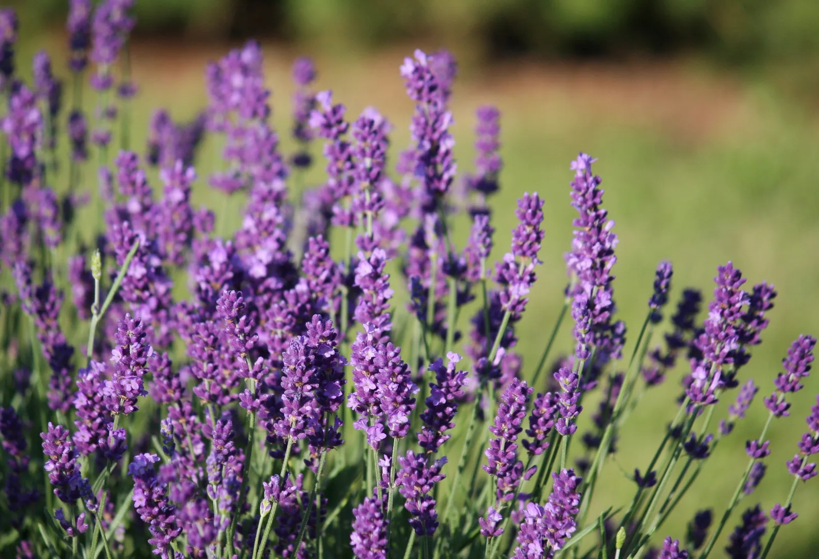Bunga ungu lavender, Lavandula angustifolia, pada tangkai-tangkai ramping.
